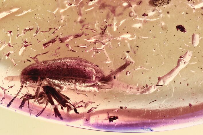 Fossil Female False Darkling Beetle (Abdera) in Baltic Amber #357754